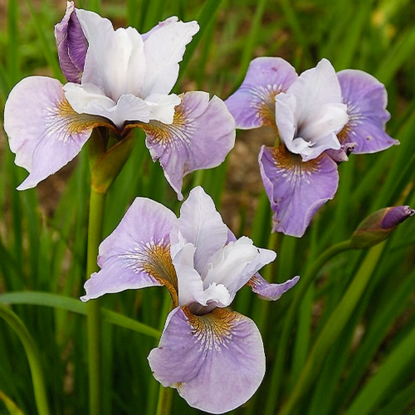 Sibirica Pleasures Of May