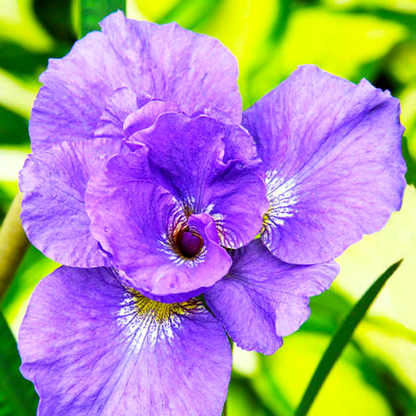 Sibirica Rambunctious
