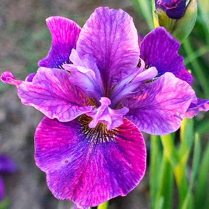 Sibirica Roaring Jelly