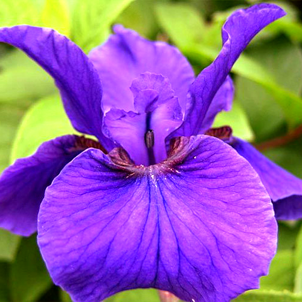 Sibirica Rosebud Melody