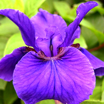 Sibirica Rosebud Melody