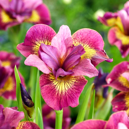 Sibirica Ruby Gold