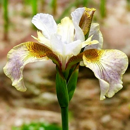 Sibirica Sarah Tiffney