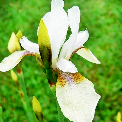 Sibirica Snow Prince