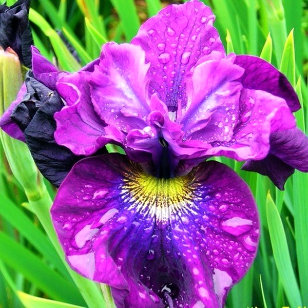 Sibirica Spindazzle