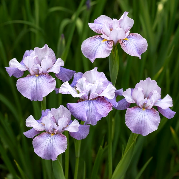 Sibirica Star Lion