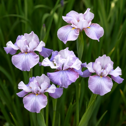 Sibirica Star Lion