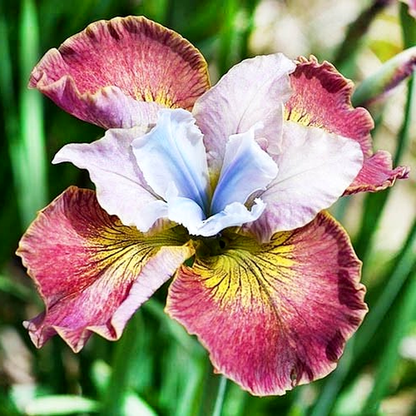 Sibirica Sugar Rush