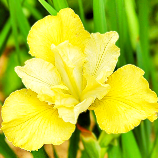 Sibirica Summer Revels