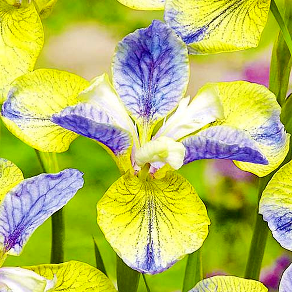 Sibirica Tipped in Blue