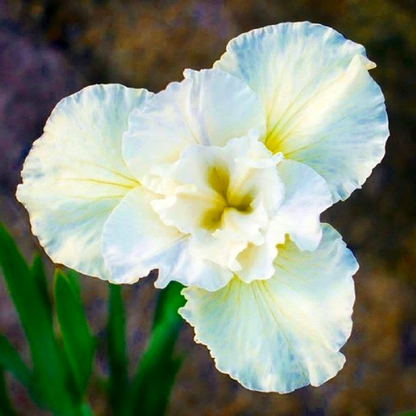 Sibirica Yellow Tail