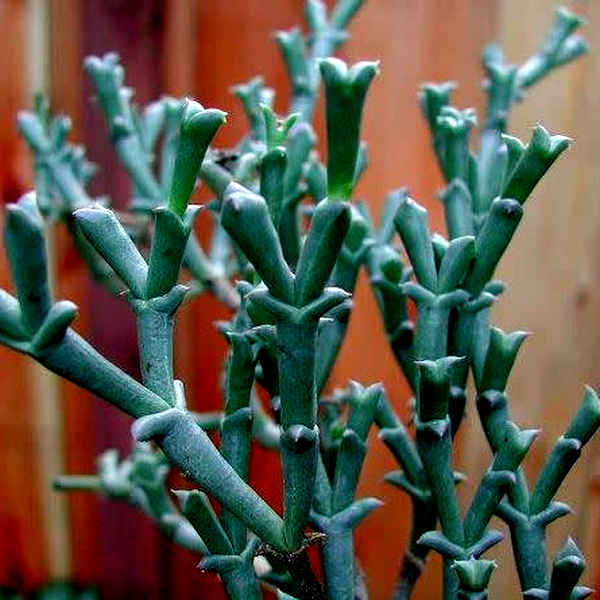 Smicrostigma viride