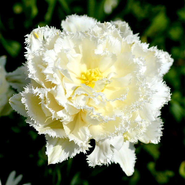 Snow Crystal