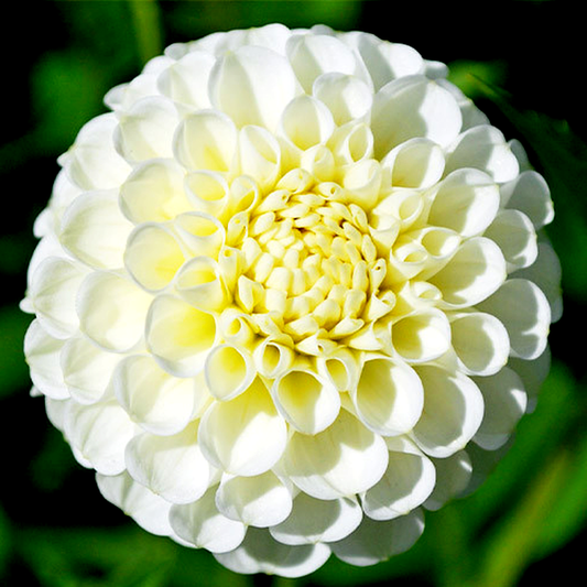 Snowflake