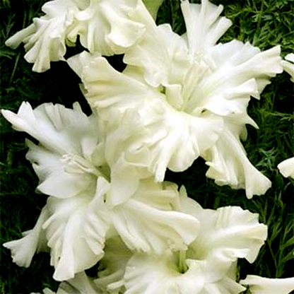 Snowy Ruffle
