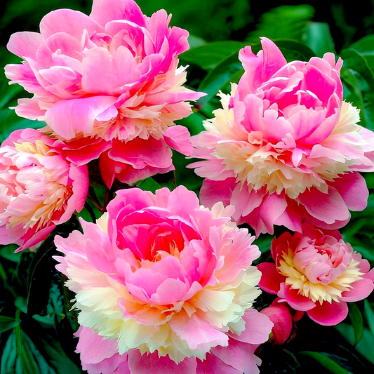 Sorbet