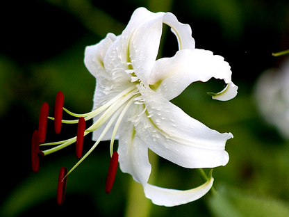 Speciosum Album