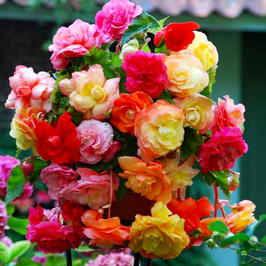 Splendine Mix