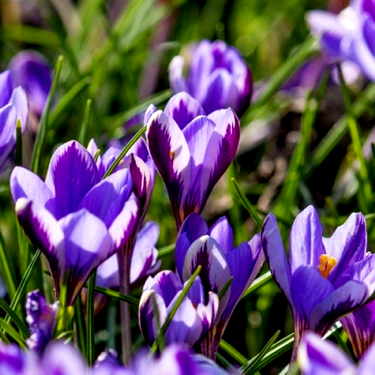 Spring Beauty