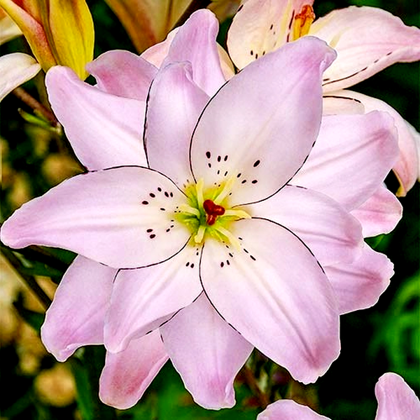 Spring Pink