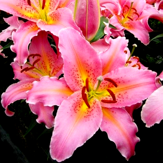 Spring Romance