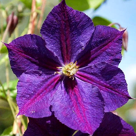 Star of India