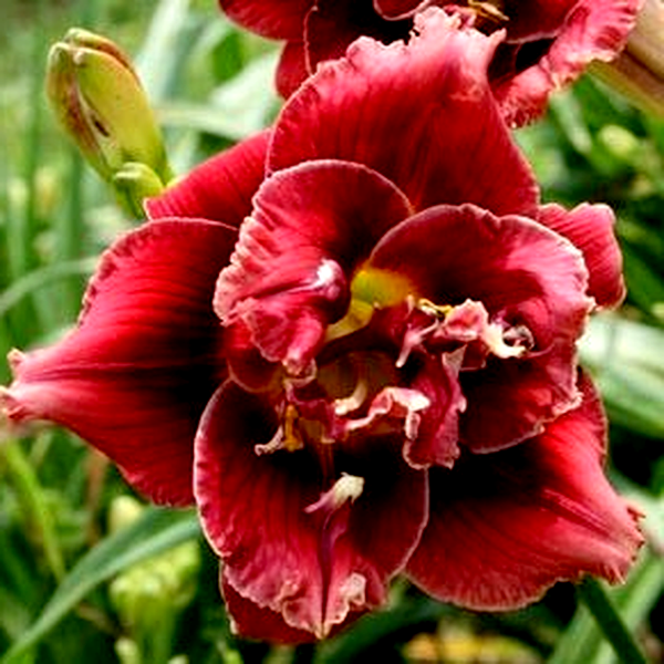 Stellar Double Rose