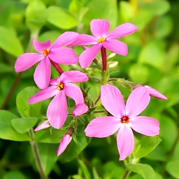 Stolonifera Home Fires