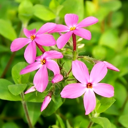 Stolonifera Home Fires
