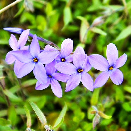 Stolonifera Purpurea Purple
