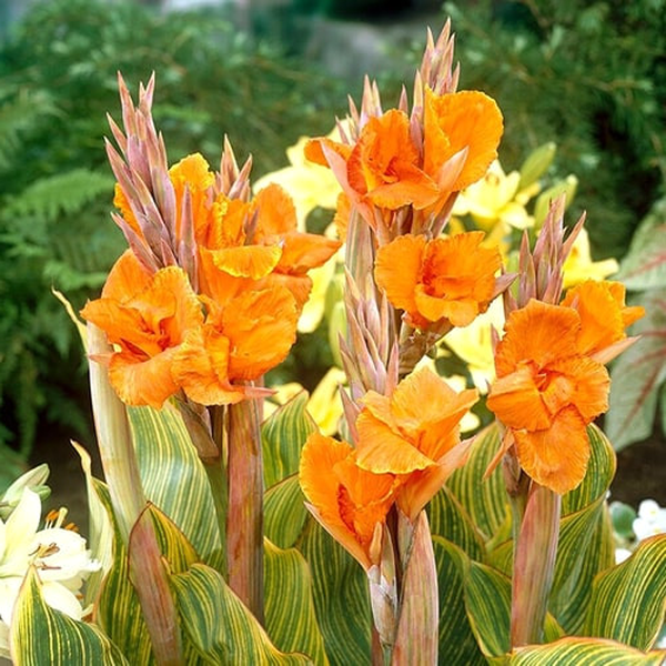 Striata