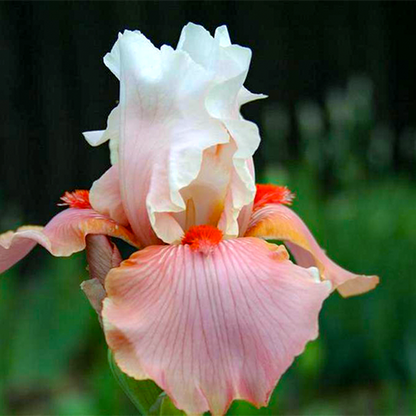 Sugar Magnolia