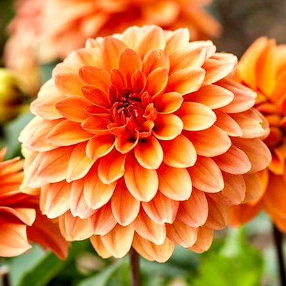 Summer Flame