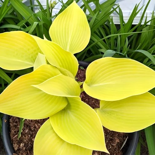 Sunny Halcyon