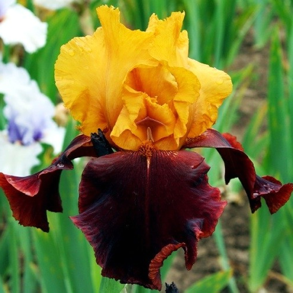 Supreme Sultan