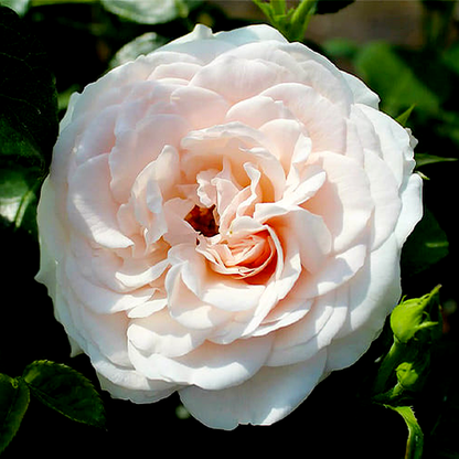 Sweet Romanza