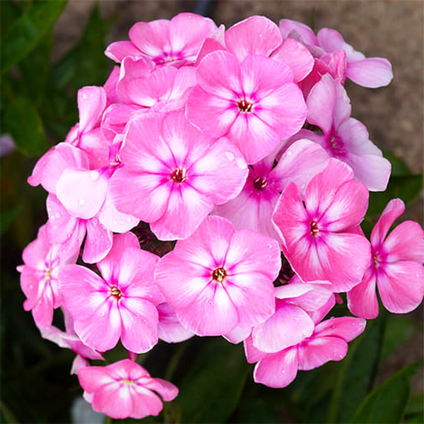 Sweet Summer Candy