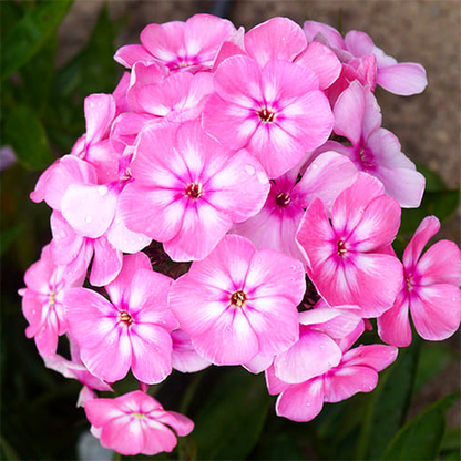 Sweet Summer Candy