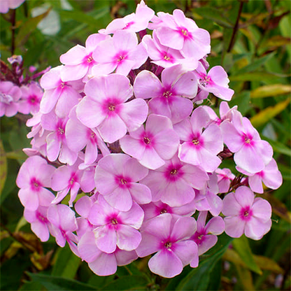 Sweet Summer Favourite