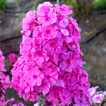 Sweet Summer Fragance