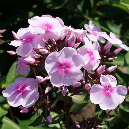 Sweet Summer Sensation
