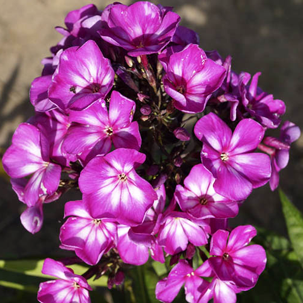 Sweet Summer Surprise