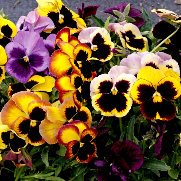 Swiss Giants Mix' Pansy Heirloom Seeds