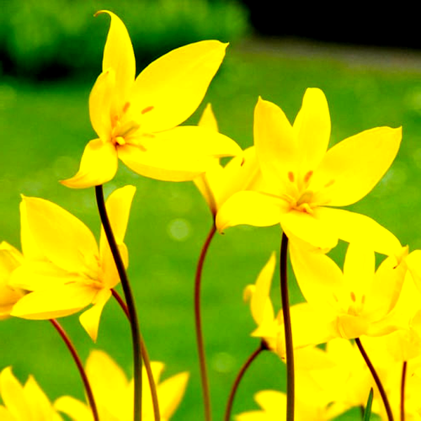Sylvestris