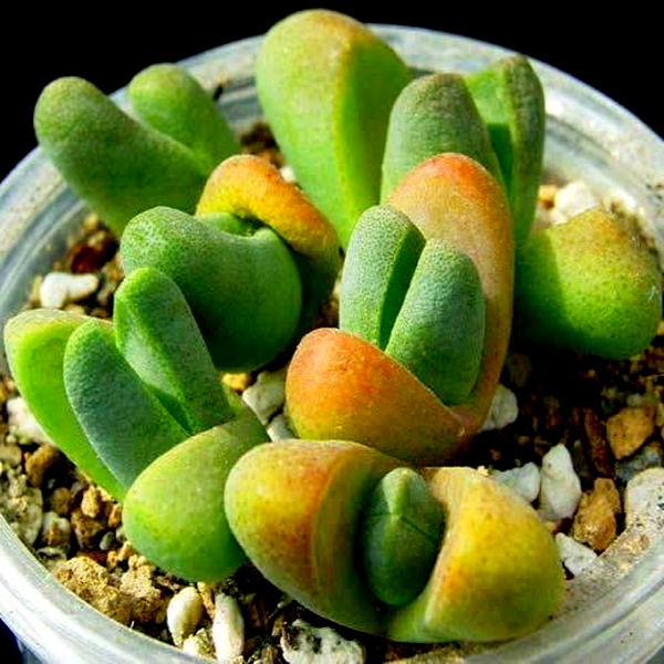 Tanquana prismatica