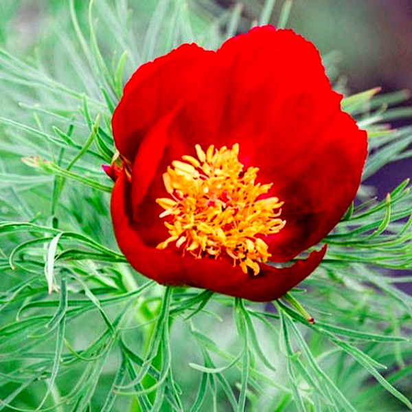 Tenuifolia
