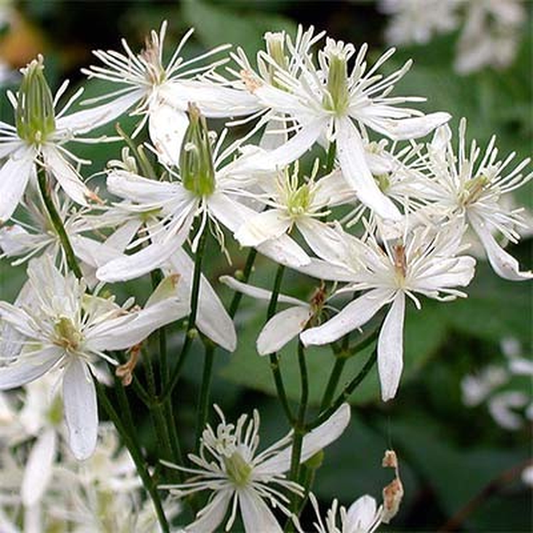 Terniflora