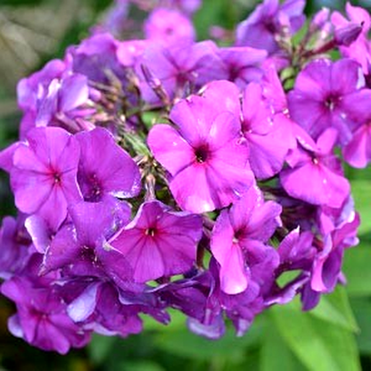 The King Violet Blue