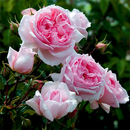 The Wedgwood Rose