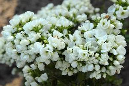 Tiara